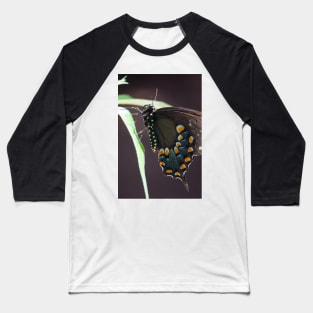 Black Swallowtail Baseball T-Shirt